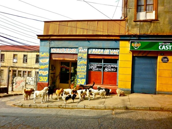 Perros calientes en alguna calle de Valparaíso