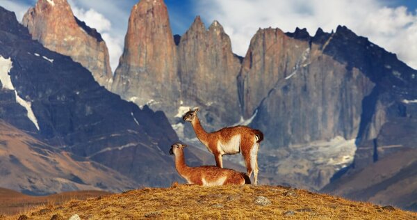 Animales en Torres del Paine